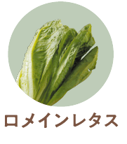 ロメインレタス